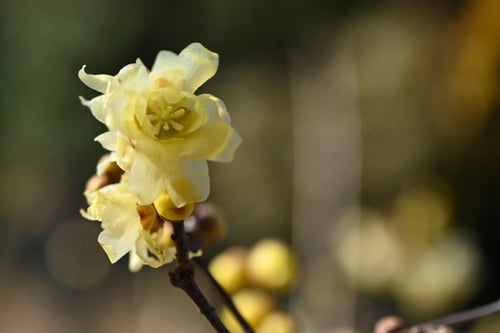 ソシンロウバイ,おしべ,めしべ