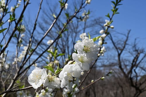 かんぱく,桃ノ木,はなもも