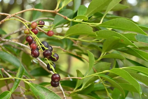 シャシャンボ(11月)