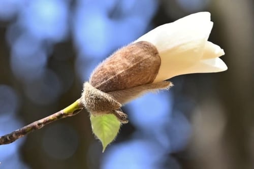 花,コブシ,特徴,見分け