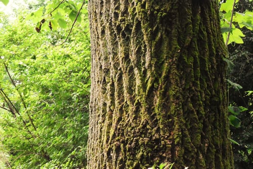百合の木,樹皮,ゆりのき,ユリノキ
