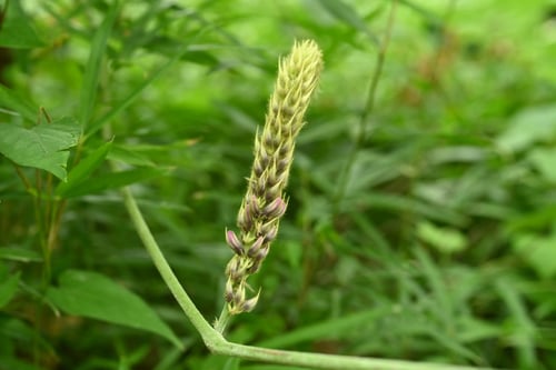 葛,クズ,Kuzu-vine,green snke