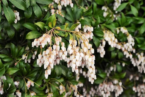 アセビ,馬酔木,花言葉,あせび