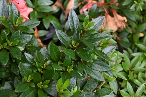 さつきの木,サツキ,植物