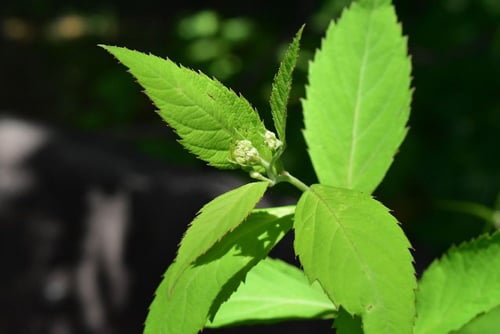 シモツケ,しもつけ,木,特徴