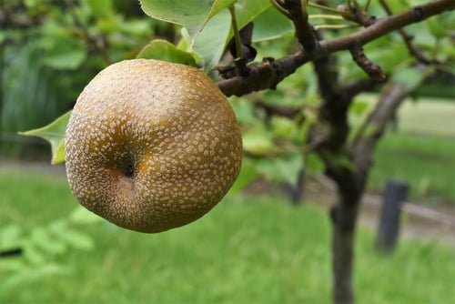ナシの種類,梨の木