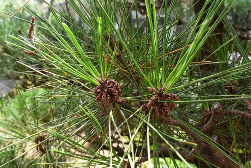 クロマツの雄花,くろまつ