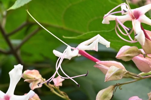 クサギの木の花,臭桐の意味