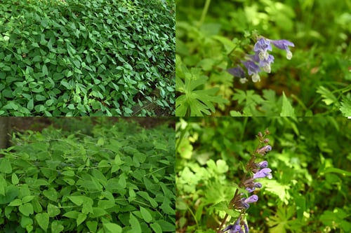 ラショウモンカズラ