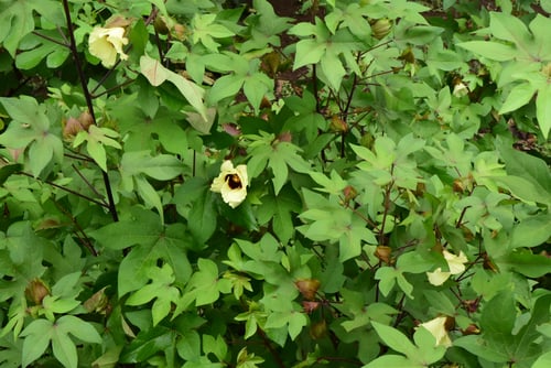 綿の花,cotton flower in Japan