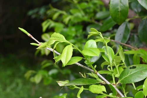 しゃしゃんぼ,樹木,シャシャンボ