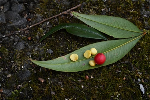 南天の木,ナンテン,なんてん,植物,タネ