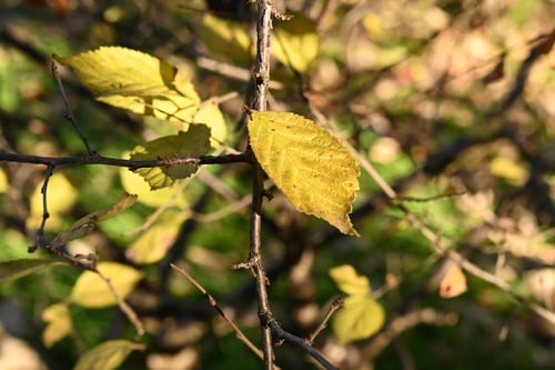 ゆすらうめ,ユスラウメ,植物