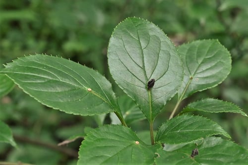 花いかだ,種子,ハナイカダ
