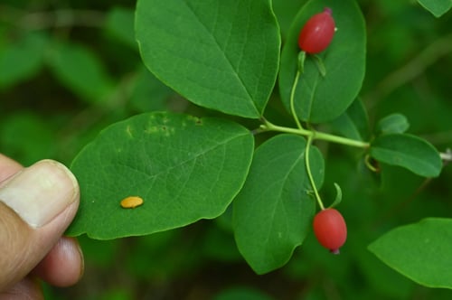うぐいすかぐらの木の実