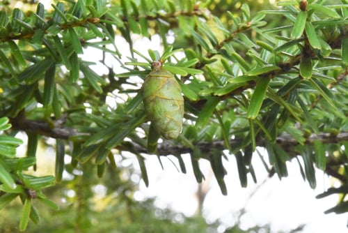 ツガの実,画像,つが,栂
