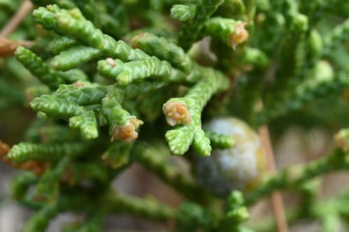 ハイビャクシンの花,はいびゃくしん