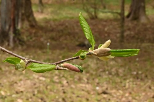 北辛夷の木の芽出し