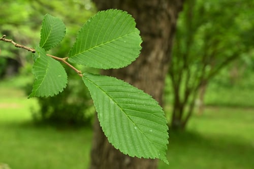 はるにれのき,ハルニレ,画像,春楡
