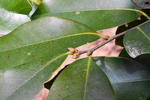 スダジイ,すだじい,椎の木の冬芽
