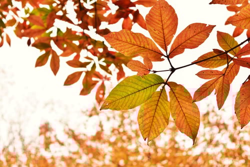 めぐすりのき,目薬の木,紅葉,メグスリノキ