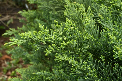 ハイビャクシン,特徴