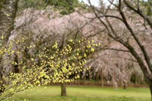 三月に咲く黄色い木の花