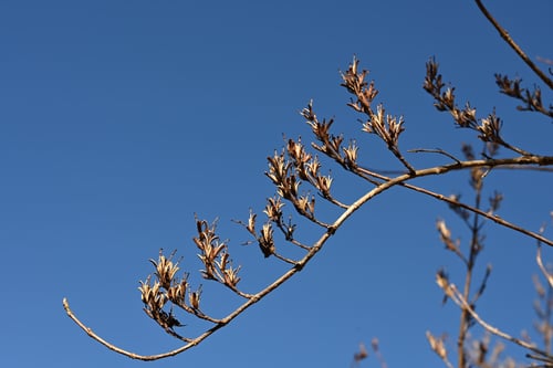 箱根ウツギ,はこねうつぎ