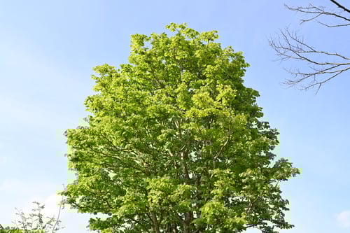 マロニエ,ヨウシュトチノキ,まろにえ,樹木