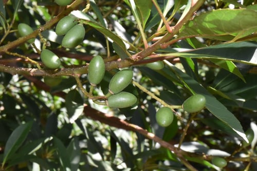 ホルトノキの実,ほるとのき