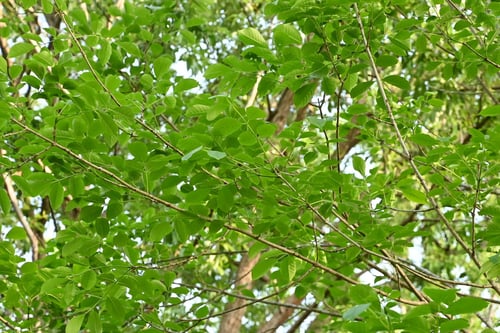 タモの木,葉,たものき