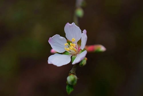 ユスラウメの木,ゆすらうめ,植物