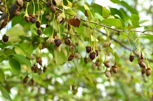 えごのき,エゴノキ,果実,種子