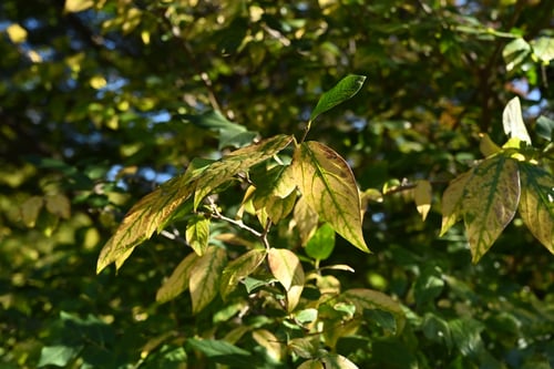 ロウバイ,ろうばい,植物,蠟梅の木