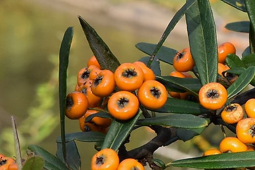 yellow firethorn,fruits