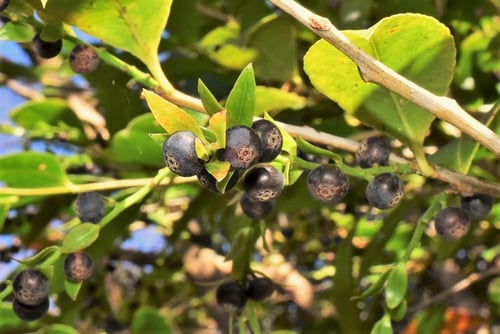 サシブの木の実,シャシャンボ
