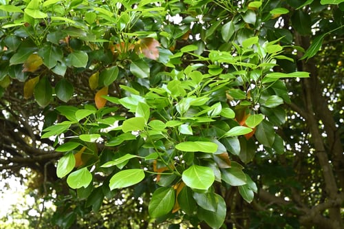 カクレミノの木,隠れ蓑の木,かくれみの