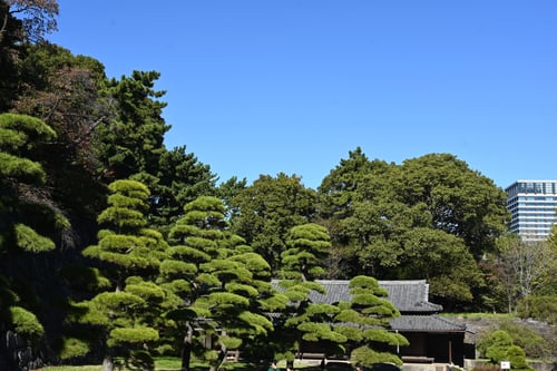 黒松,くろまつ,皇居,東御苑