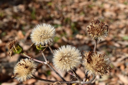 つわぶき,種,タンポポのような綿毛のある種子