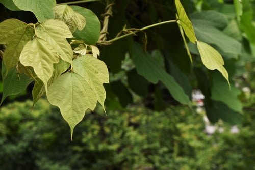 葛,クズの蔓,くず,植物