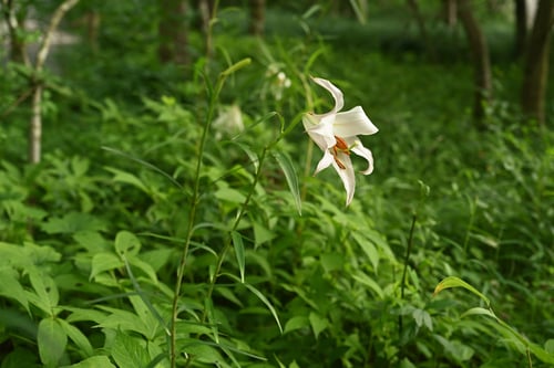 ササユリ,開花時期,笹ゆり