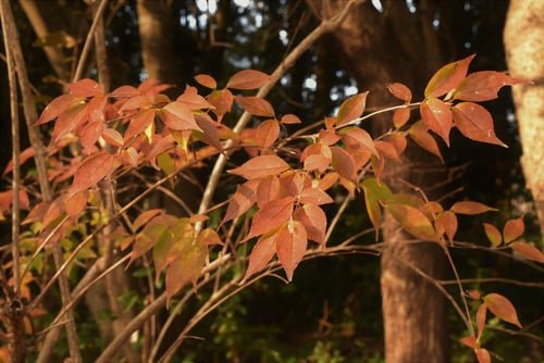 ひめうつぎ,ヒメウツギ,紅葉,こうよう