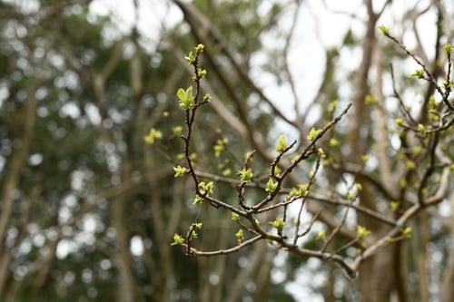 かりん,植物,カリンの木