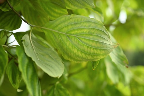 はなみずき,dogwoodtree