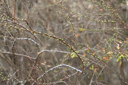雪柳,つぼみ,ゆきやなぎ,ユキヤナギ