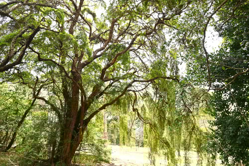 Chinese fringe flower,トキワマンサク
