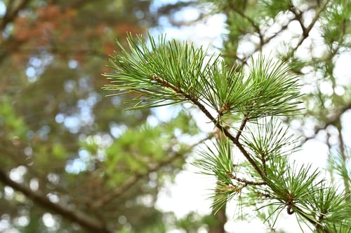 五葉松の葉,ゴヨウマツ
