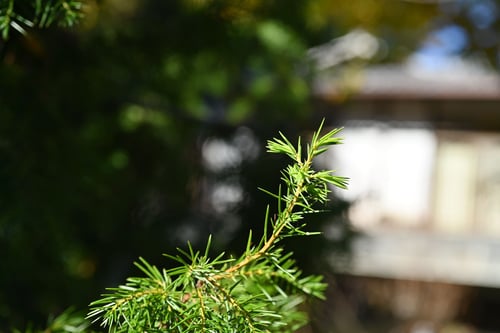 トショウ,ねずみさし,新緑