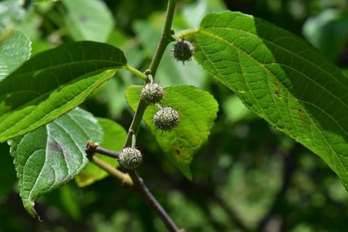paper mulberry,fruits