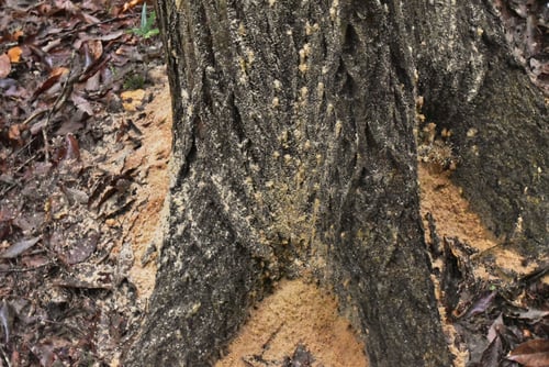 きくいむし,画像